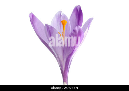 La molla crocus (Crocus angustifolius) in fiore, Kostanjevica, Slovenia, Marzo, progetto meetyourneighbors.net Foto Stock