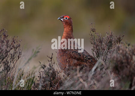 Red Grouse (Lagopus lagopus) maschio tra heather sulla brughiera il Galles del Nord, Regno Unito, Febbraio Foto Stock