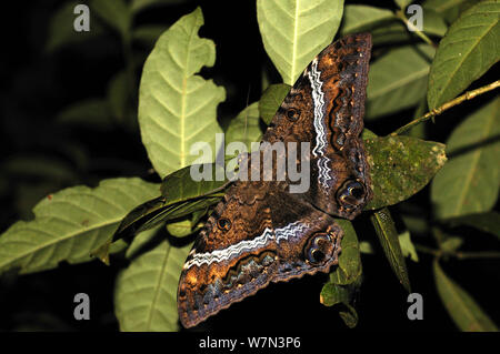 Strega nero tarma (Ascalapha odorata) in appoggio sulla lamina, Lalo Loor Riserva, provincia di Manabi, Ecuador Foto Stock