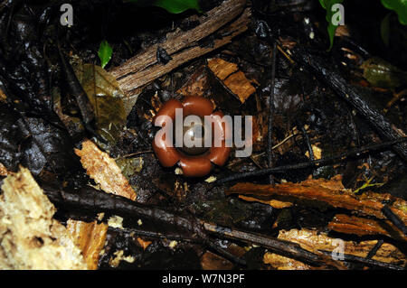 Earthstar (Geastrum) fungo Lalo Loor riserva, provincia di Manabi, Ecuador. Foto Stock