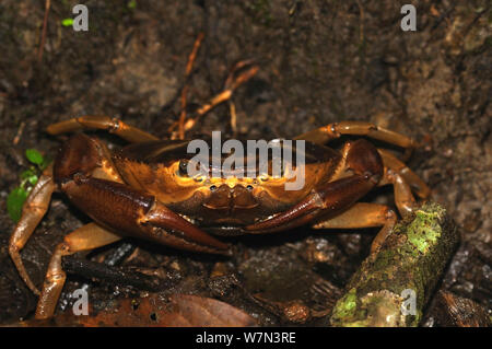 Sud America il granchio d'acqua dolce (Kingsleya sp.), provincia di Manabi, Ecuador Foto Stock