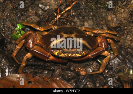 Sud America il granchio d'acqua dolce (Kingsleya sp.), provincia di Manabi, Ecuador Foto Stock