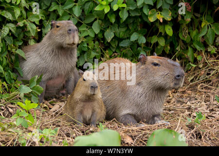 Capibara (Hydrochoerus hydrochaeris) maschio e femmina con baby, Pantanal, Pocone, Brasile Foto Stock