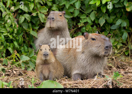 Capibara (Hydrochoerus hydrochaeris) maschio e femmina con baby, Pantanal, Pocone, Brasile Foto Stock