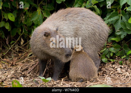 Capibara (Hydrochoerus hydrochaeris) femmina con il lattante baby, Pantanal, Pocone, Brasile Foto Stock