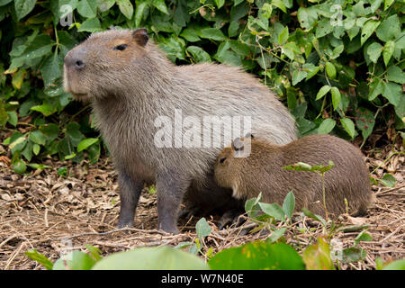 Capibara (Hydrochoerus hydrochaeris) femmina con il lattante baby, Pantanal, Pocone, Brasile Foto Stock