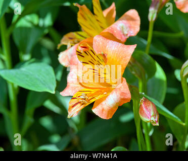Alstroemeria suprema arancione Foto Stock