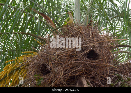 Monaco parrocchetto (Myiopsitta monachus) a nido, Pantanal, Pocone, Brasile Foto Stock