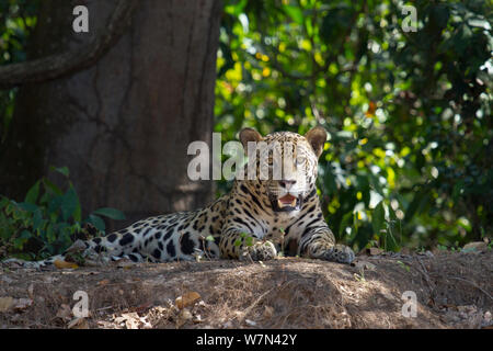 Jaguar (Panthera onca) appoggiato sul banco, Pantanal, Pocone, Brasile Foto Stock