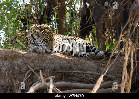 Jaguar (Panthera onca) appoggiato sul tronco di albero, Pantanal, Pocone, Brasile Foto Stock