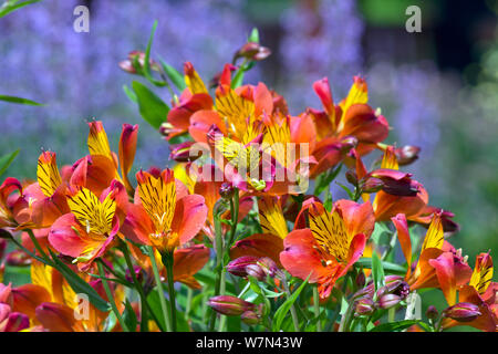 Alstroemeria "Orange Gloria' Foto Stock