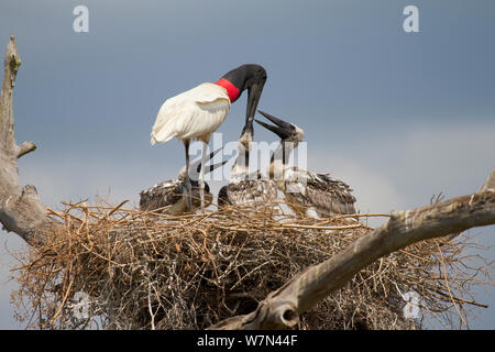 Cicogna Jabiru Aeroporto (Jabiru Aeroporto mycteria) alimentazione di pulcini a nido, Pantanal, Pocone, Brasile Foto Stock