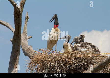 Cicogna Jabiru Aeroporto (Jabiru Aeroporto mycteria) con tre pulcini a nido, Pantanal, Pocone, Brasile Foto Stock