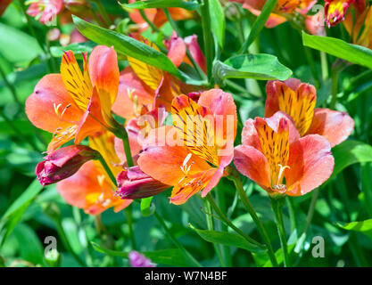 Alstroemeria "Orange Gloria' Foto Stock