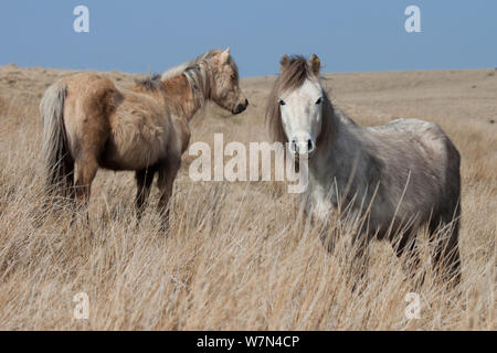 Welsh Mountain pony, Welsh Cob, Pony Welsh di pannocchia (Equus caballus ferus), Brecon Beacons, Wales, Regno Unito Foto Stock