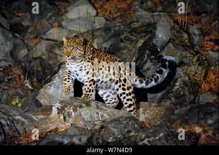 Amur Leopard (Panthera pardus orientalis) sul pendio roccioso di notte, Kedrovaya Pad riserva, Primorskiy krai, Estremo Oriente Russo, Dicembre, criticamente le specie in via di estinzione. Foto Stock