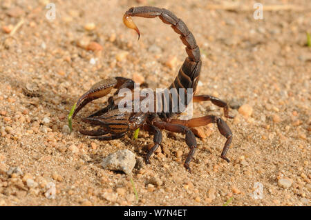 Crusher scavando Scorpion (Opistophthalmus macer) in posizione difensiva. deHoop riserva naturale. Western Cape, Sud Africa. Foto Stock