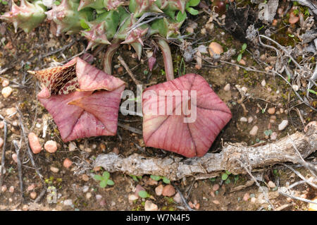 Fiori a stella (Orbea variegata) uno svolgimento con uno piegato. deHoop riserva naturale. Western Cape, Sud Africa. Foto Stock