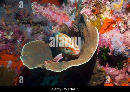 Coral hind (Cephalopholis miniata) giacente nel bacino di corallo (Agaricia undata) sul Mare delle Andamane, Thailandia Foto Stock