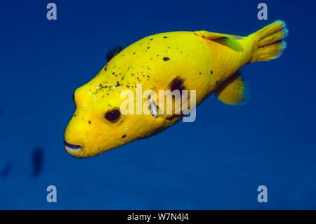 Le faraone Puffer fish (Arothron meleagris) noto anche come il Golden puffer o Spotted puffer perché si presenta tre fasi di colore che differiscono notevolmente. Maldive, Oceano Indiano Foto Stock