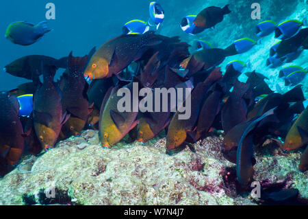Greenthroat o pesci pappagallo di Singapore (Scarus prasiognathus), grande scuola di femmine di pascolare su alghe coralline coperto boulder, sul Mare delle Andamane, Thailandia. Foto Stock