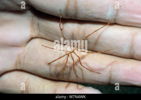 Stella di mare (Pycnogonid) Rinca, Parco Nazionale di Komodo, Indonesia Foto Stock