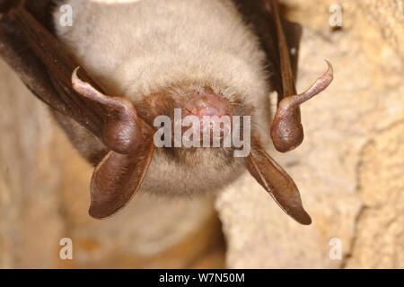 Lesser Mouse Eared Bat (Myotis blythii) entra in modalità di ibernazione. Francia, Europa, gennaio. Foto Stock