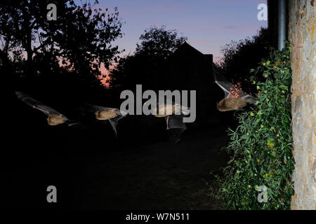 Pipistrelle comune Bat (Pipistrellus pipistrellus) in volo da edifici al crepuscolo. Strobe multiplo di esposizione. Francia, Europa, Ottobre. Foto Stock