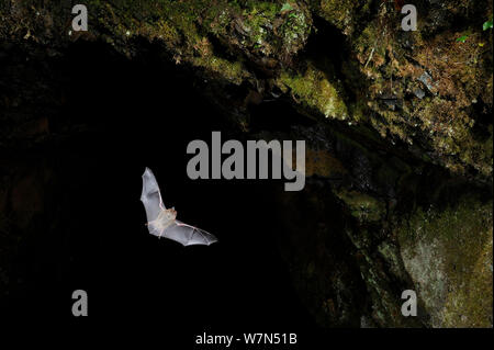 Daubenton Bat (Myotis daubentoni) lasciando grotta posatoio per foraggio a notte. Francia, Europa, Ottobre. Foto Stock