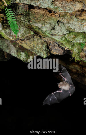 Ferro di Cavallo maggiore Bat (Rhinolophus ferrumequinum) battenti vicino grotta soffitto. Francia, Europa, Ottobre. Foto Stock