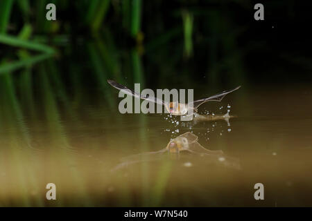 Kuhl's Pipistrelle Bat (Pipistrellus kuhlii) in volo basso sopra l'acqua potabile in volo di Francia, Europa luglio. Foto Stock