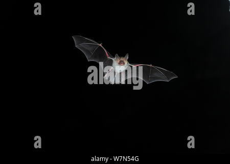 Bechstein Bat (Myotis bechsteinii) in volo con la bocca aperta ad emettere echolocating chiamate. Francia, Europa, Settembre. Foto Stock