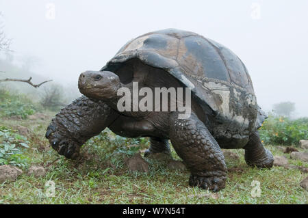 Volcan Alcedo la tartaruga gigante (Chelonoidis nigra vandenburghi) Isabela Island, Galapagos Foto Stock