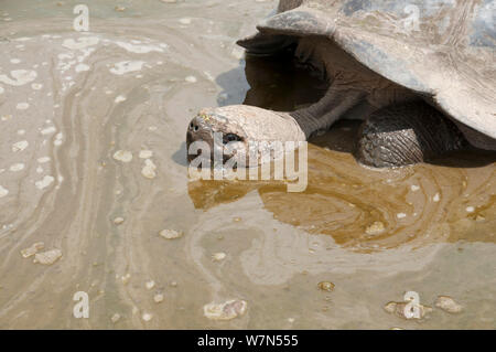 Volcan Alcedo la tartaruga gigante(Chelonoidis nigra vandenburghi) in acqua fangosa, eventualmente per la termoregolazione o per scoraggiare i parassiti, Isabela Island, Galapagos Foto Stock