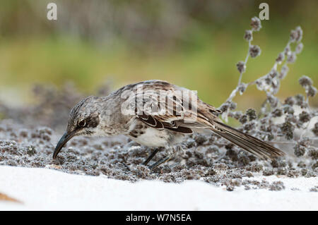 Espanola / cappa mockingbird, scavando circa spiaggia plat radici per trovare gli insetti, all'Isola Espanola, Galapagos Foto Stock