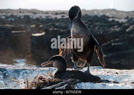 Flightless Cormorant (Nannopterum / Phalacrocorax harrisi) a colonia costiera. Banche Bay, Isabela Island, Isole Galapagos, Ecuador, Dicembre. Foto Stock