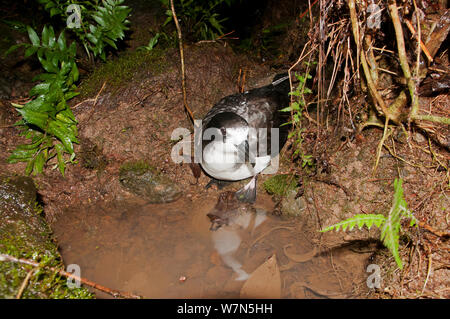 Galapagos (Petrel Pterodroma phaeopygia) nel sottobosco. In pericolo critico. Santa Cruz Highlands e Isole Galapagos, Ecuador, Giugno. Foto Stock