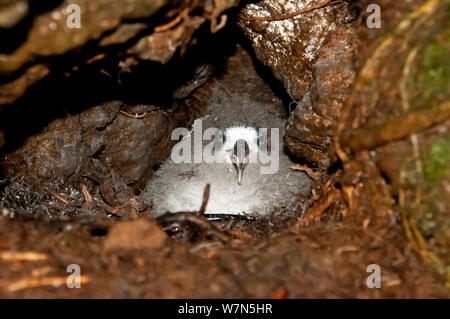 Galapagos (Petrel Pterodroma phaeopygia) chick nel foro di nidificazione. In pericolo critico. Santa Cruz Highlands e Isole Galapagos, Ecuador, Giugno. Foto Stock