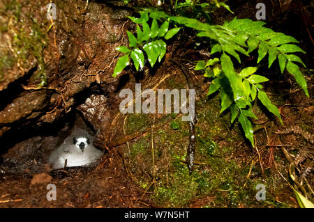 Galapagos (Petrel Pterodroma phaeopygia) chick nel foro di nidificazione. In pericolo critico. Santa Cruz Highlands e Isole Galapagos, Ecuador, Giugno. Foto Stock