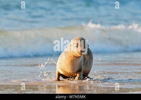 Le Galapagos Sea Lion (Zalophus wollebaeki) passeggiate shallow surf. In via di estinzione. Isole Galapagos, Ecuador, Giugno. Foto Stock