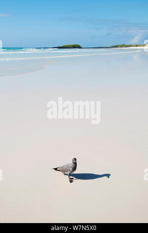 / Lava Dusky gabbiano (Leucophaeus fuliginosus) sulla spiaggia sabbiosa. Endemica del Galapagos, popolazione intorno al Mille. Le specie vulnerabili. Isole Galapagos, Ecuador, Dicembre. Foto Stock