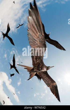 Magnifica frigatebirds (Fregata magnificens) in basso ovehead del volo. All'Isola Espanola, Galapagos, Ecuador, Dicembre. Foto Stock