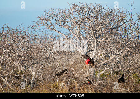 Magnifica frigatebirds (Fregata magnificens) nel comportamento di corteggiamento, maschi rosso di gonfiaggio golare buste e femmine (Bavaglino bianco) osservando. All'Isola Espanola, Galapagos, Ecuador, Giugno. Foto Stock