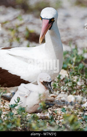 Nazca booby (Sula granti) a nido con pulcino. All'Isola Espanola, Galapagos, Ecuador, maggio. Foto Stock