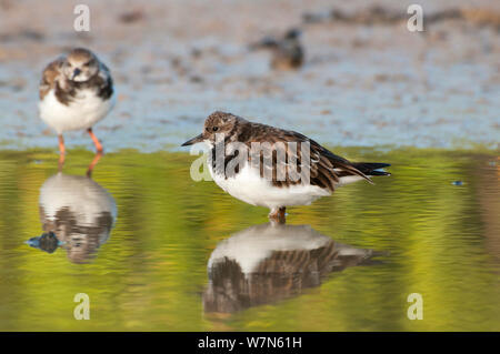 Voltapietre (Arenaria interpres) in acque poco profonde. Isole Galapagos, Ecuador, Novembre. Foto Stock