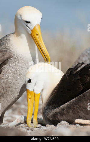 Albatro ondulata (Phoebastria irrorata) coppia di corteggiamento reciprocamente toelettatura, un comportamento di adesione. Punta Cevallos, Espanola (il cofano) Isola, Galapagos, Ecuador, maggio. Foto Stock