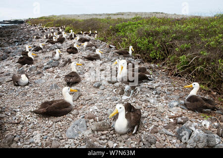 Albatro ondulata (Phoebastria irrorata) colonia nidificazione sulla spiaggia rocciosa tra macchia e Riva. Punta Cevallos, Espanola (il cofano) Isola, Galapagos, Ecuador, maggio. Foto Stock