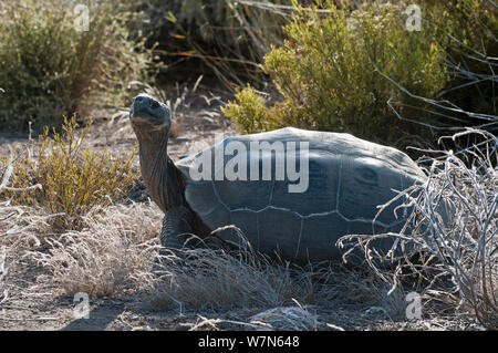 Vulcano Wolf La tartaruga gigante (Chelonoidis nigra becki) tra la vegetazione, Isabela Island, Galapagos Foto Stock