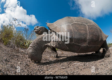 Vulcano Wolf La tartaruga gigante (Chelonoidis nigra becki) ritratto, Isabela Island, Galapagos Foto Stock