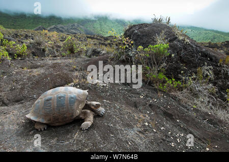 Vulcano Wolf La tartaruga gigante (Chelonoidis nigra becki) in habitat, Isabela Island, Galapagos Foto Stock